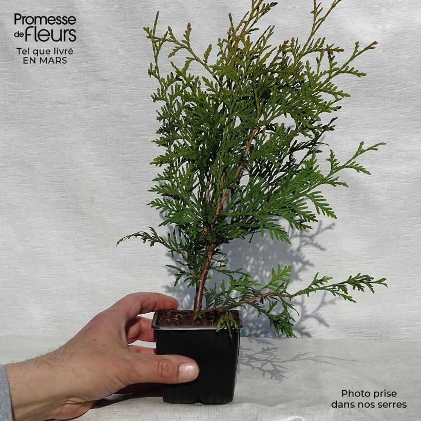 Example of Thuya du Canada - Thuja occidentalis Brabant  Godet de 8/9 cm as you get in printemps