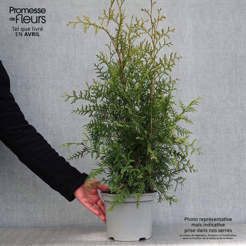 Example of Thuya du Canada - Thuja occidentalis Brabant  Pot de 2L/3L as you get in printemps