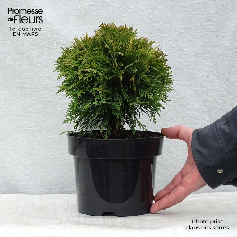 Example of Thuya du Canada - Thuja occidentalis Danica Pot de 2L/3L as you get in printemps