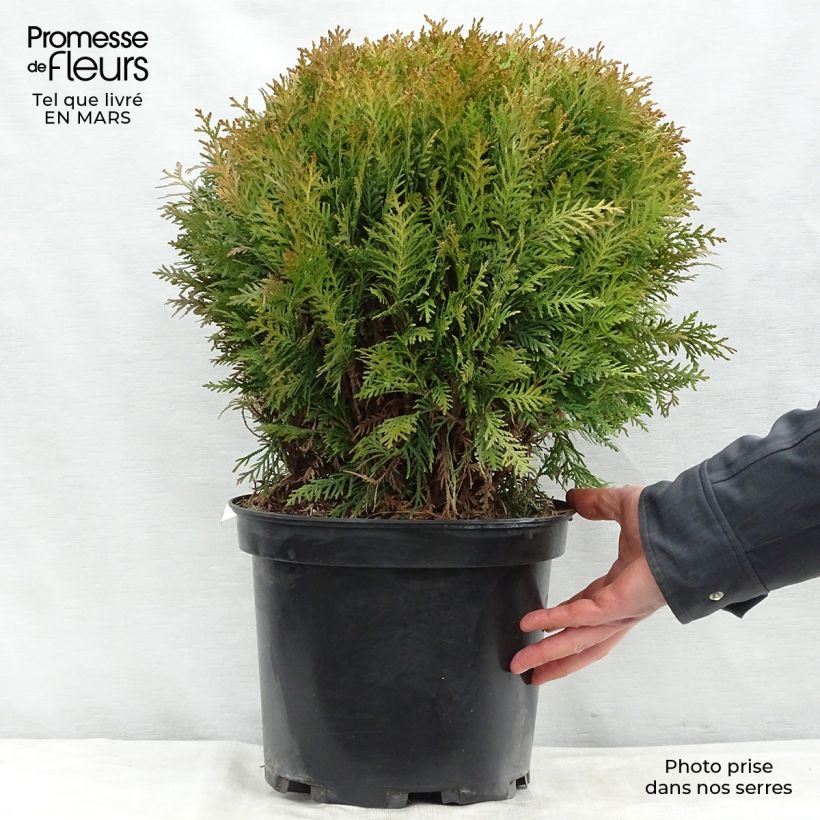 Example of Thuya du Canada - Thuja occidentalis Danica Pot de 7,5L/10L as you get in printemps