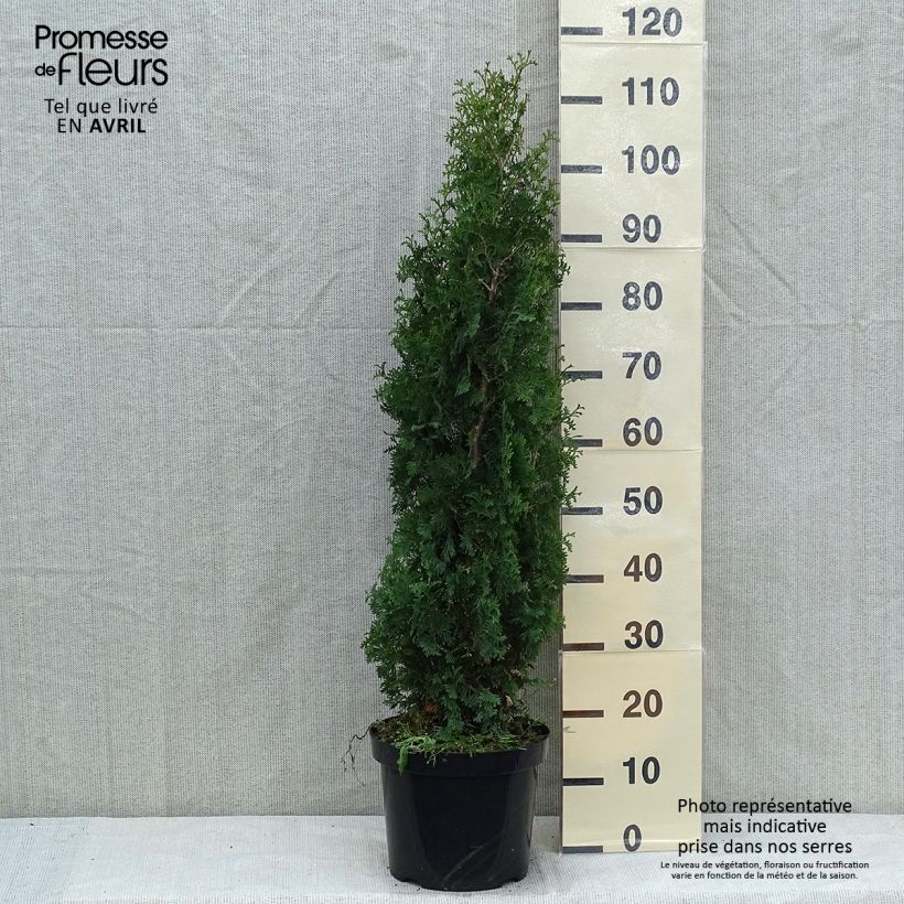 Example of Thuya du Canada - Thuja occidentalis Degroot's Spire Pot de 7,5L/10L as you get in printemps