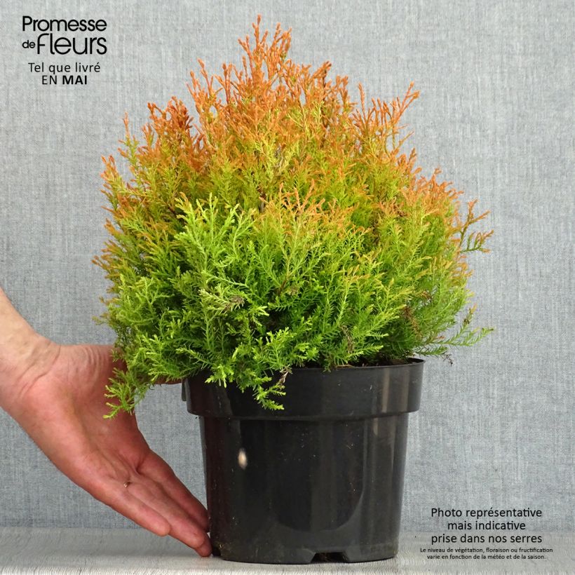 Example of Thuya du Canada - Thuja occidentalis Fire Chief Pot de 2L/3L as you get in printemps