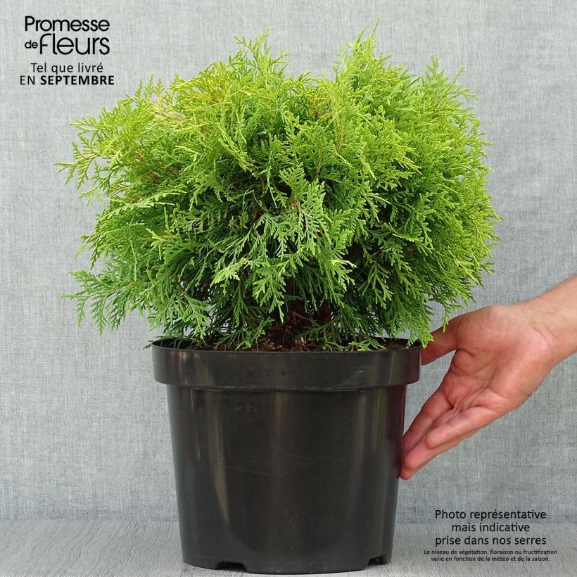 Spécimen de Thuya du Canada - Thuja occidentalis Golden Globe Pot de 7,5L/10L tel que livré en automne