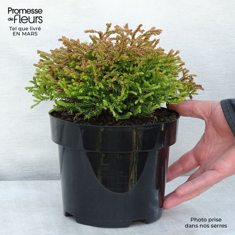 Example of Thuya du Canada - Thuja occidentalis Golden Tuffet                 Pot de 2L/3L as you get in printemps
