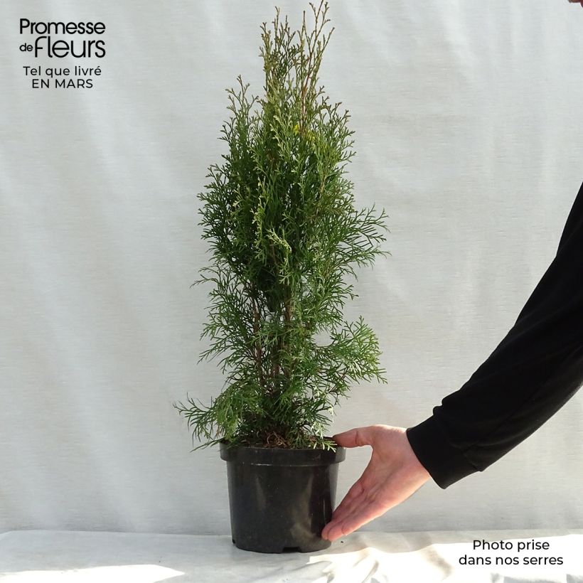 Example of Thuya du Canada - Thuja occidentalis Smaragd Pot de 3L/4L as you get in printemps