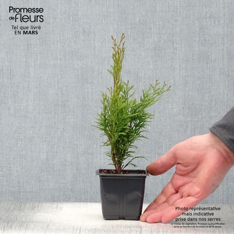 Example of Thuya du Canada - Thuja occidentalis Smaragd Godet de 8/9 cm as you get in printemps