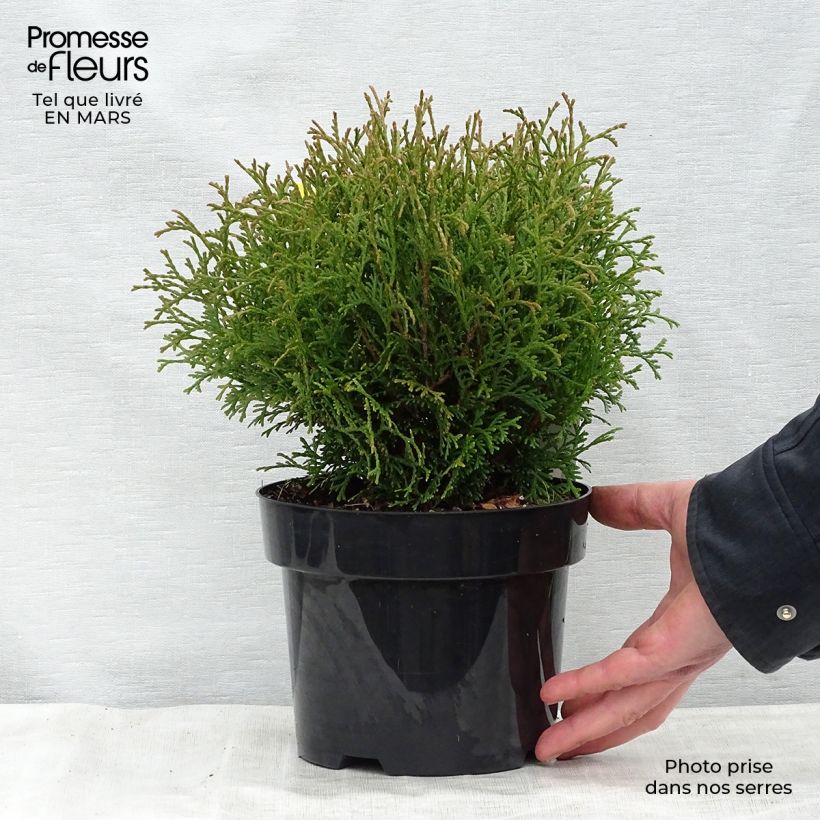 Spécimen de Thuya du Canada - Thuja occidentalis Tiny Tim Pot de 2L/3L tel que livré au printemps