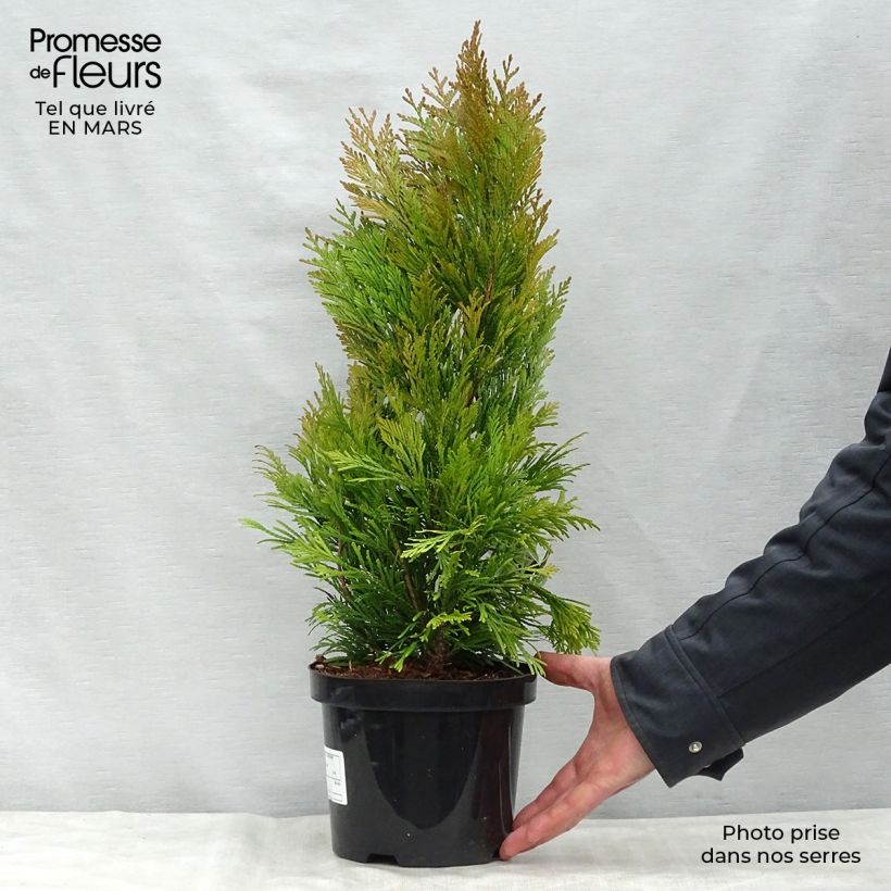 Example of Thuya géant - Thuja plicata 4 Ever Goldy Pot de 2L/3L as you get in printemps