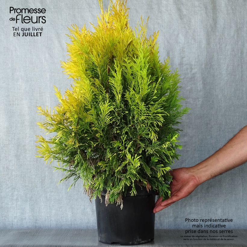 Spécimen de Thuya géant - Thuja plicata 4 Ever Goldy Pot de 6L/7L tel que livré en été