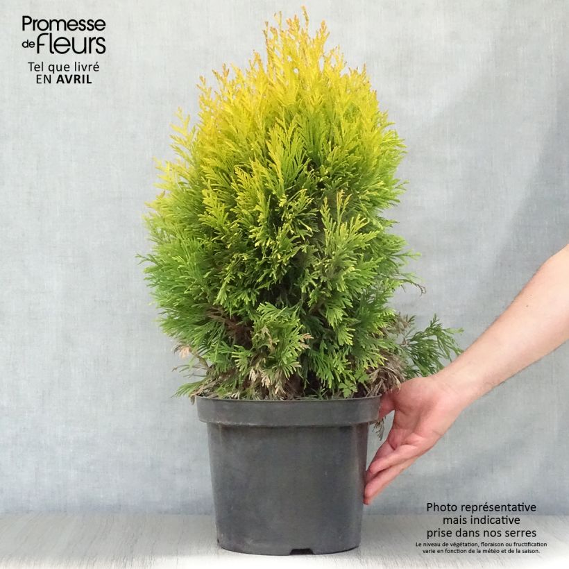 Example of Thuya géant - Thuja plicata 4 Ever Goldy Pot de 6L/7L as you get in printemps