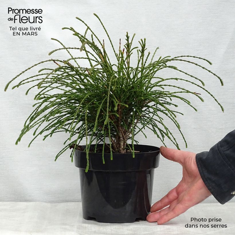 Example of Thuya géant - Thuja plicata Whipcord Pot de 3L/4L as you get in printemps