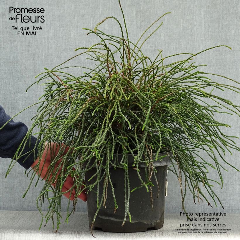 Example of Thuya géant - Thuja plicata Whipcord Pot de 7,5L/10L as you get in printemps