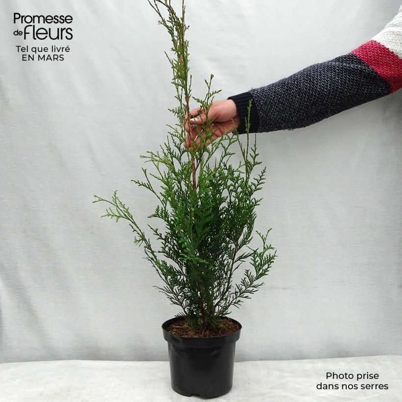 Example of Thuya pour haie - Thuja plicata Atrovirens Pot de 2L/3L as you get in printemps