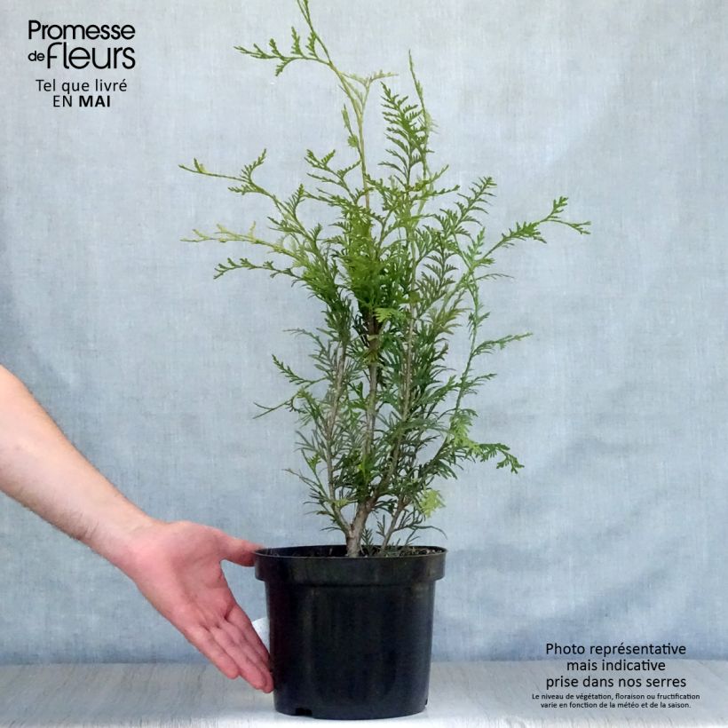 Example of Thuya pour haie - Thuja plicata Atrovirens Pot de 4L/5L as you get in printemps