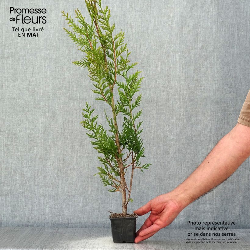 Example of Thuya pour haie - Thuja plicata Atrovirens Godet de 8/9 cm as you get in printemps