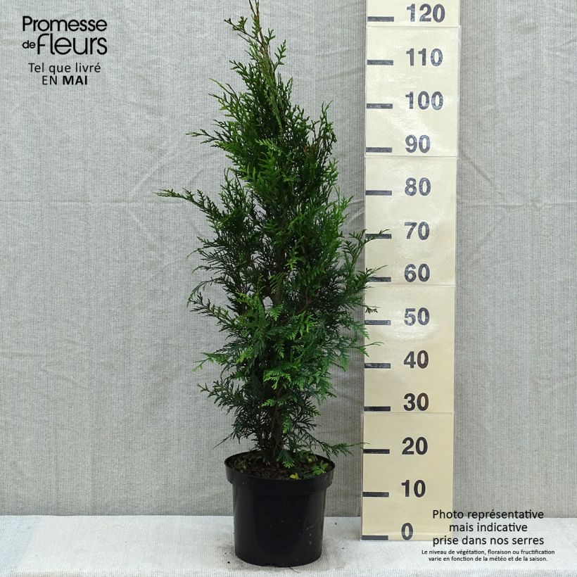 Example of Thuya pour haie - Thuja plicata Atrovirens Pot de 6L/7L as you get in printemps