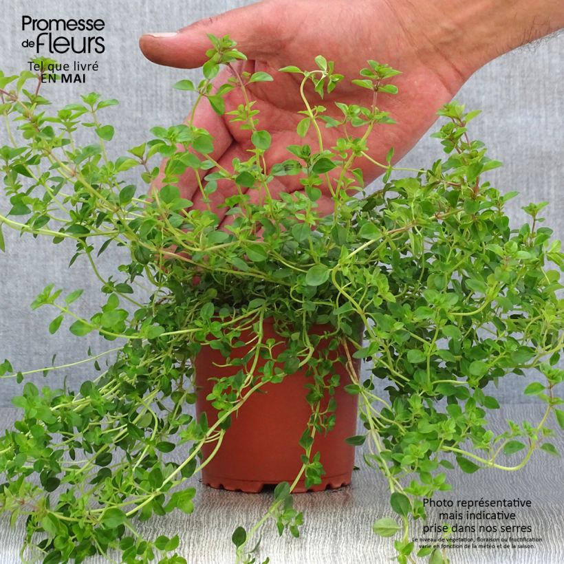 Example of Thym Pizza en plants Pot de 10 cm/11cm as you get in printemps