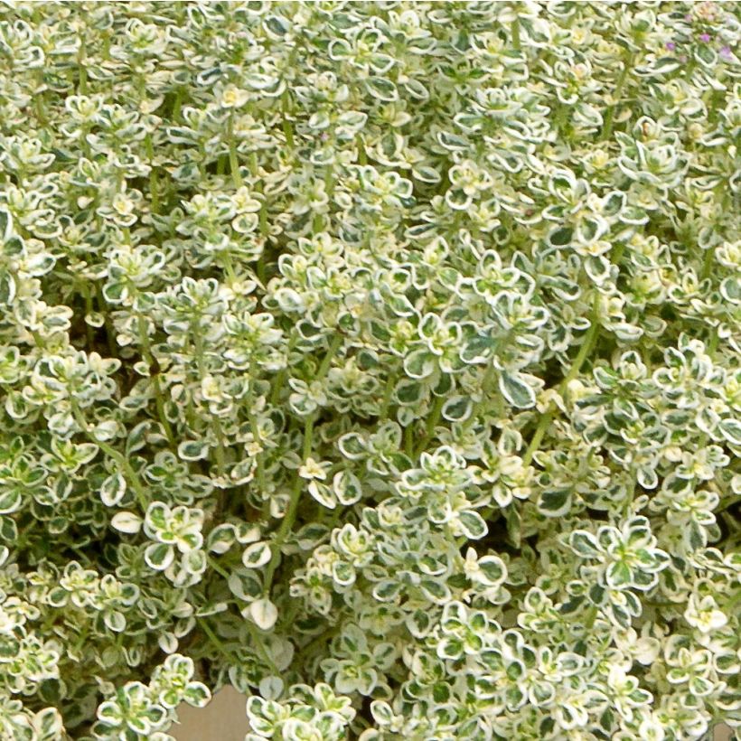 Thymus Sparkling Bright - Thym panaché en plants (Foliage)