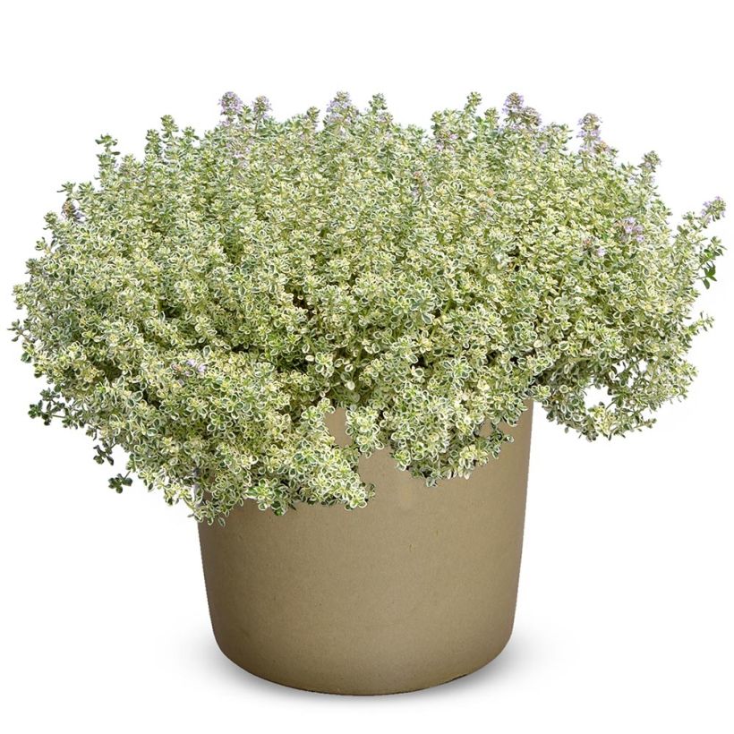 Thymus Sparkling Bright - Thym panaché en plants (Plant habit)