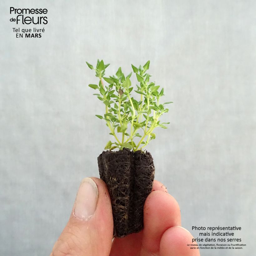 Spécimen de Thym à odeur de rose en plants Mini-motte Ø 3/4 cm, Livré en hauteur de 5 cm environ tel que livré au printemps