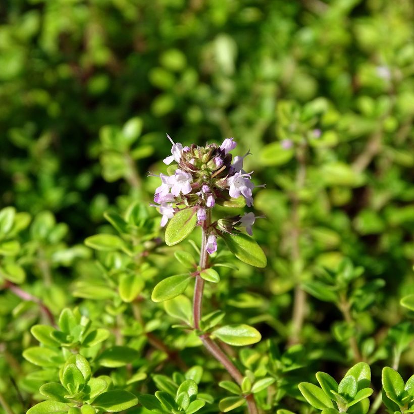 Thym citron Bertram Anderson - Thymus citriodorus (Flowering)