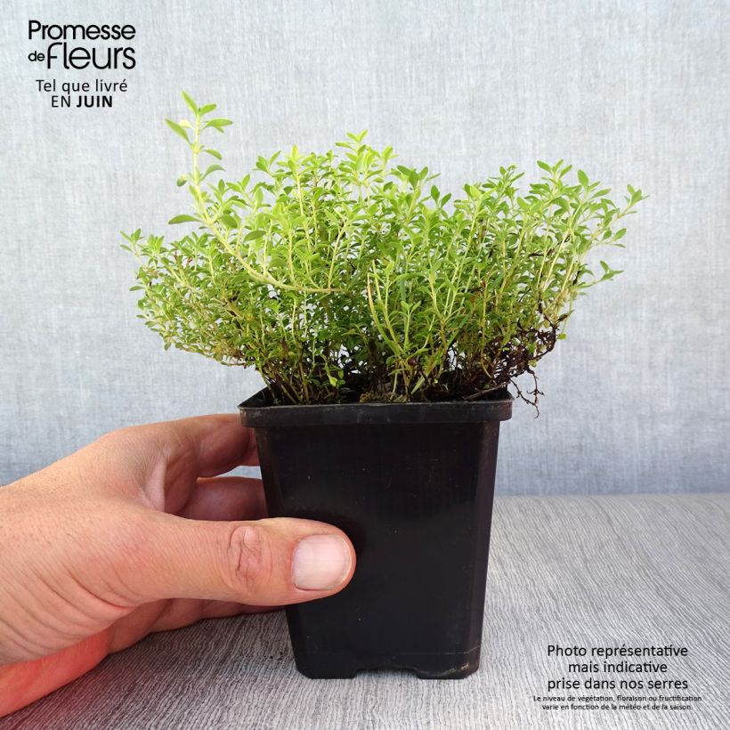 Spécimen de Thym citron Bertram Anderson - Thymus citriodorus Godet de 8/9 cm tel que livré en été