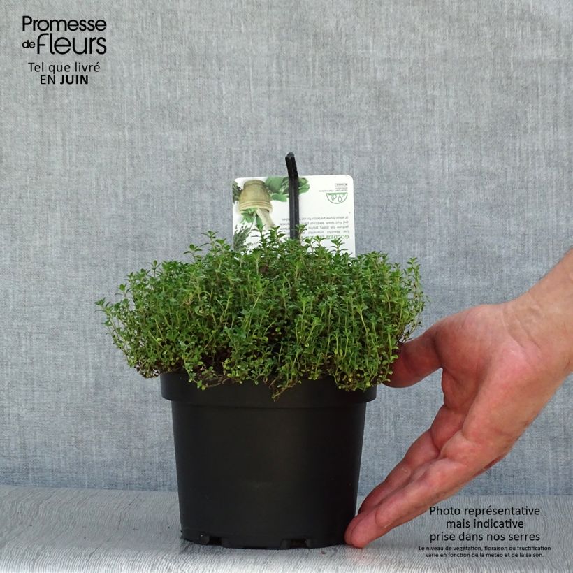 Spécimen de Thym citron Bertram Anderson - Thymus citriodorus Pot de 1,5L/2L tel que livré en été