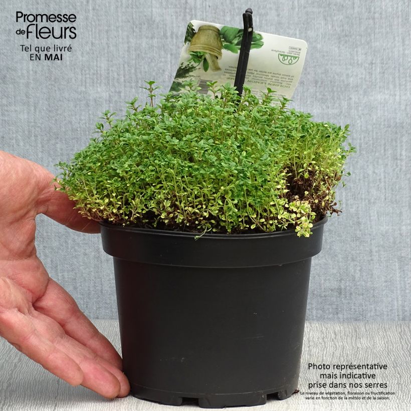 Example of Thym citron Bertram Anderson - Thymus citriodorus Pot de 1,5L/2L as you get in printemps