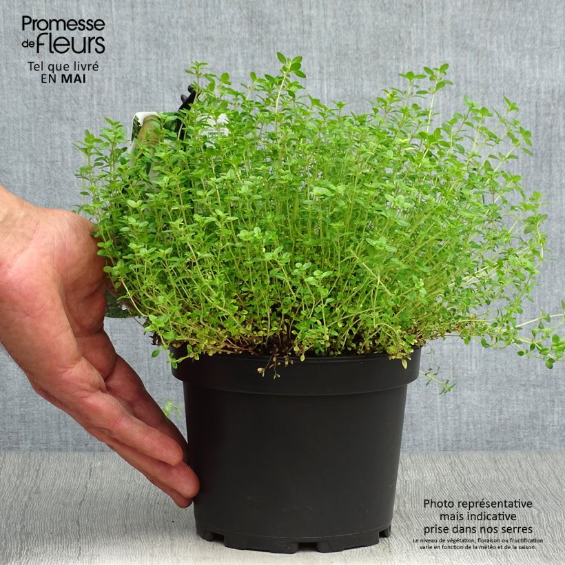 Example of Thym citron doré - Thymus citriodorus Aureus Pot de 1,5L/2L as you get in printemps