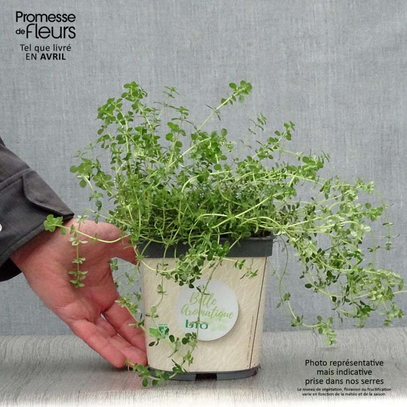 Example of Thym citron en plant BIO Pot de 2L/3L as you get in printemps