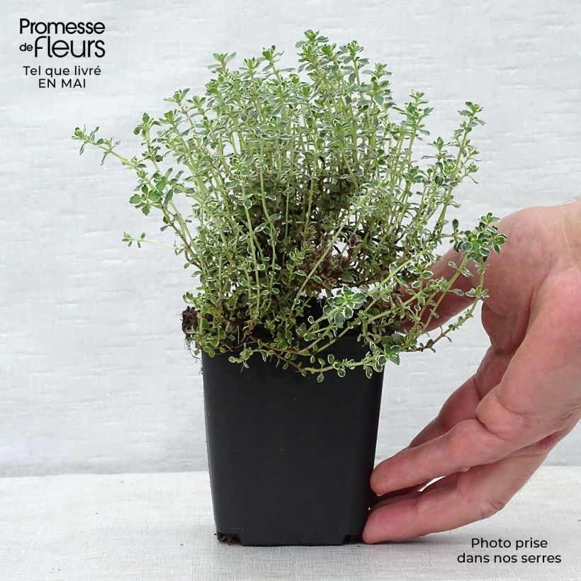 Example of Thym citron panaché - Thymus citriodorus Silver Queen Godet de 8/9 cm as you get in printemps