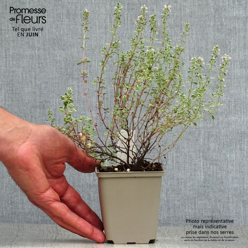 Spécimen de Thym citron panaché - Thymus citriodorus Silver Queen Godet de 8/9 cm tel que livré en été
