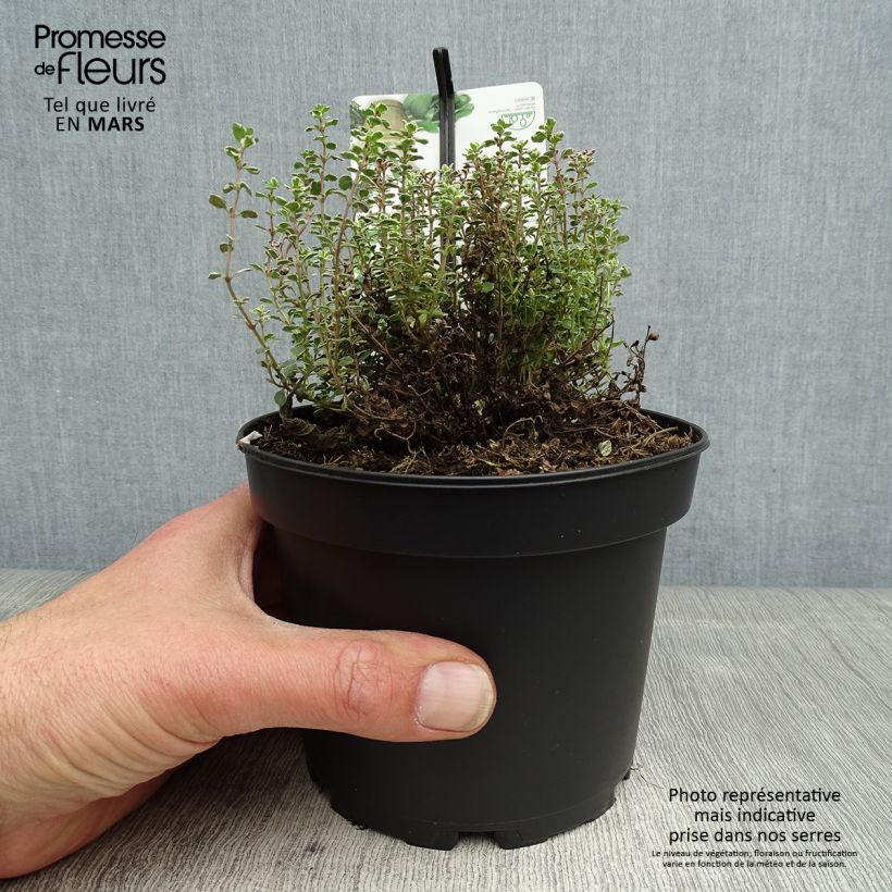 Example of Thym citron panaché - Thymus citriodorus Silver Queen Pot de 1,5L/2L as you get in printemps
