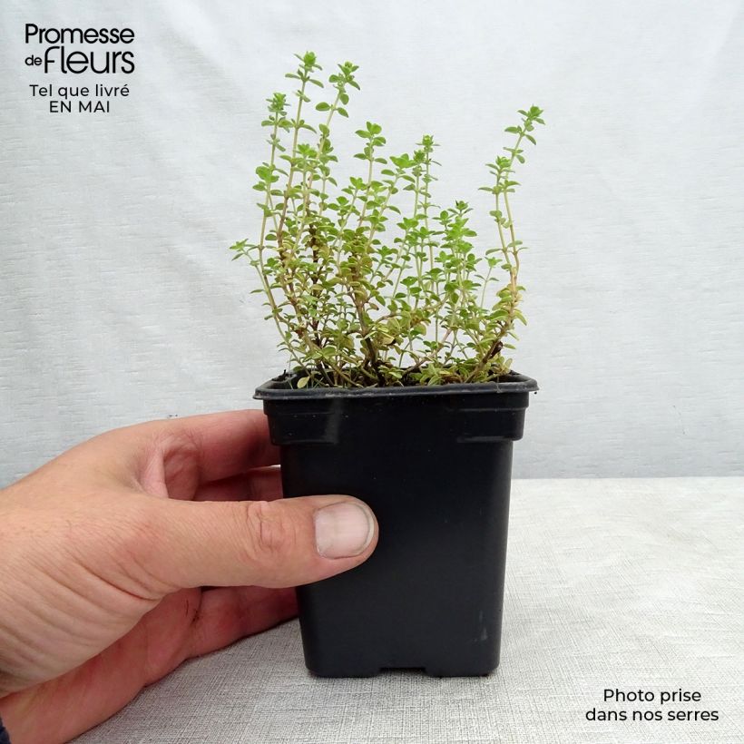 Example of Thym citron panaché - Thymus citriodorus variegated Godet de 7/8 cm as you get in printemps
