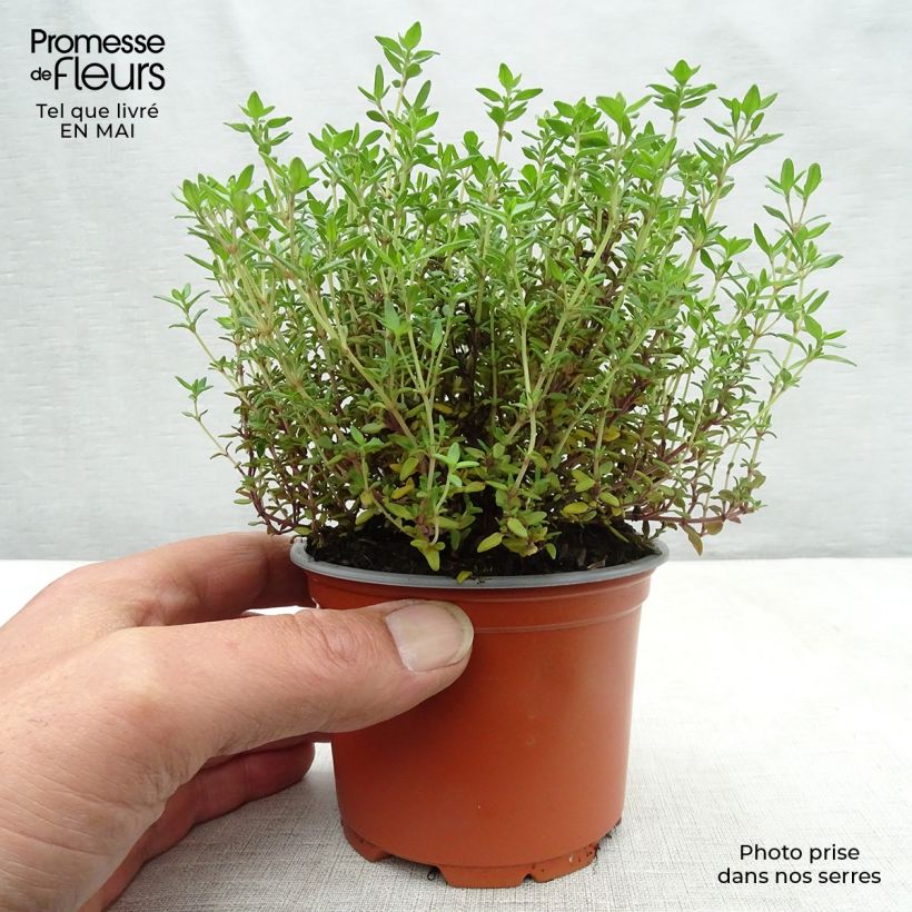 Example of Thym d'hiver, Thymus vulgaris Compactus Godet de 8/9 cm as you get in printemps