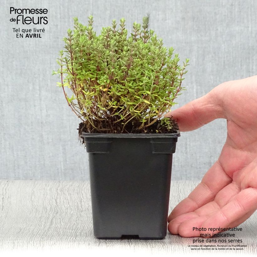 Example of Thym de Provence  - Thymus vulgaris Godet de 7/8 cm as you get in printemps