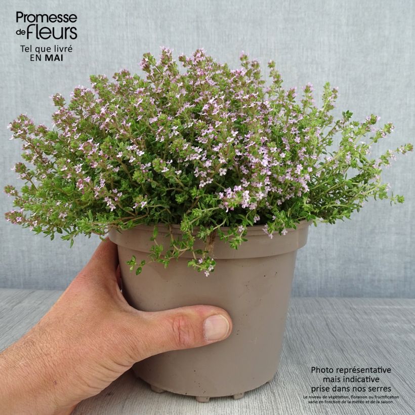 Example of Thym d'hiver, Thymus vulgaris Compactus Pot de 2L/3L as you get in printemps