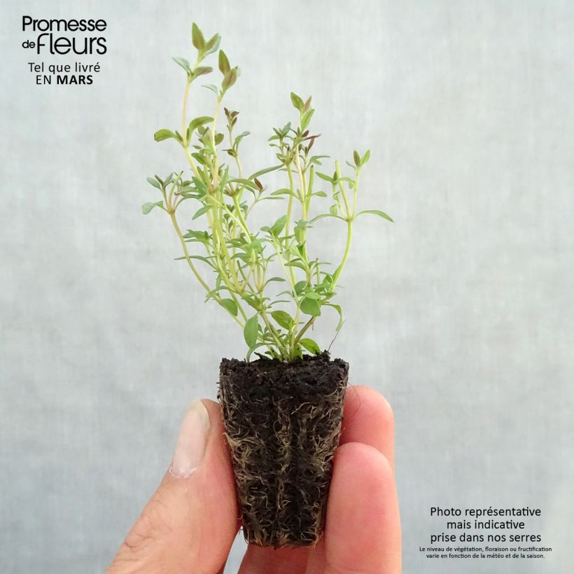 Spécimen de Thym d'hiver en plants - Thym commun en plants Mini-motte Ø 3/4 cm, Livré en hauteur de 5 à 10 cm tel que livré au printemps