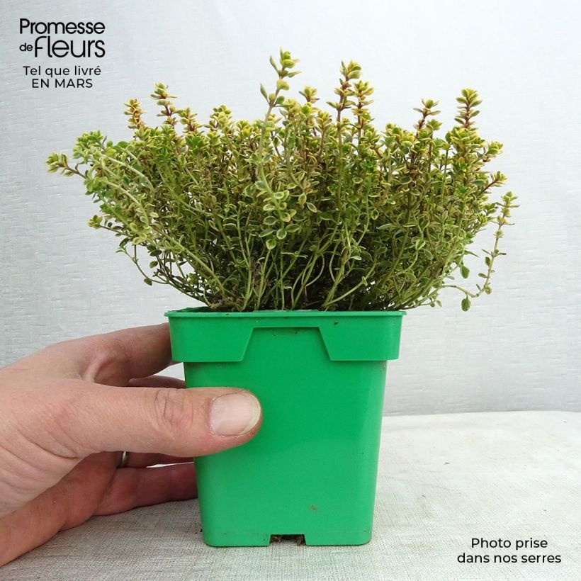 Example of Thym doré - Thymus vulgaris Gold en plant Pot de 10 cm/11cm as you get in printemps