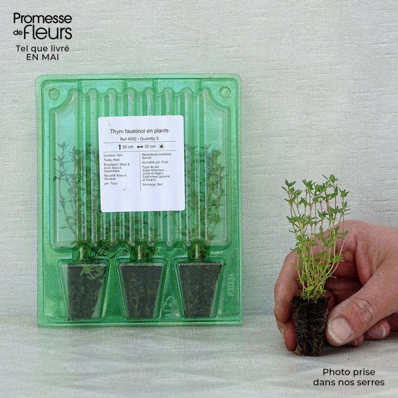 Spécimen de Thym faustinoi en plants Mini-motte Ø 3/4 cm, Livré en hauteur de 5 à 10 cm tel que livré au printemps
