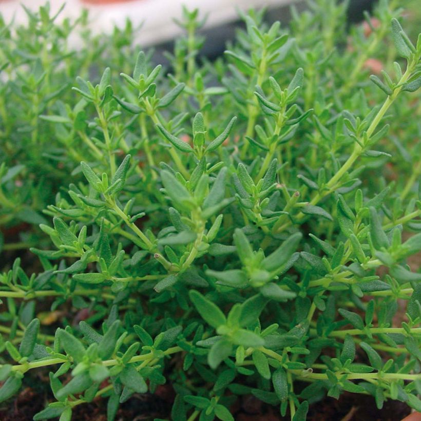 Thym faustinoi en plants (Feuillage)