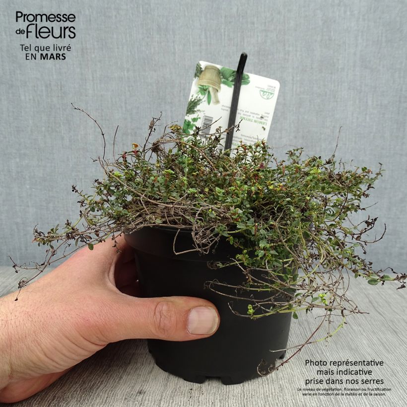 Example of Thym hybride Doone Valley - Thymus (x) citriodorus Pot de 1L/1,5L as you get in printemps