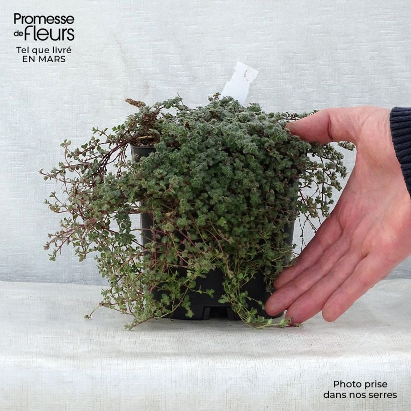 Example of Thym laineux - Thymus pseudolanuginosus Pot de 2L/3L as you get in printemps