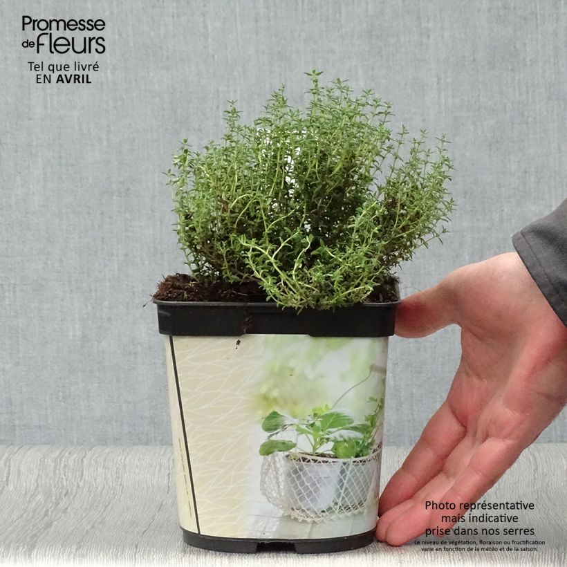 Spécimen de Thym officinal en plant BIO Pot de 1L/1,5L tel que livré au printemps