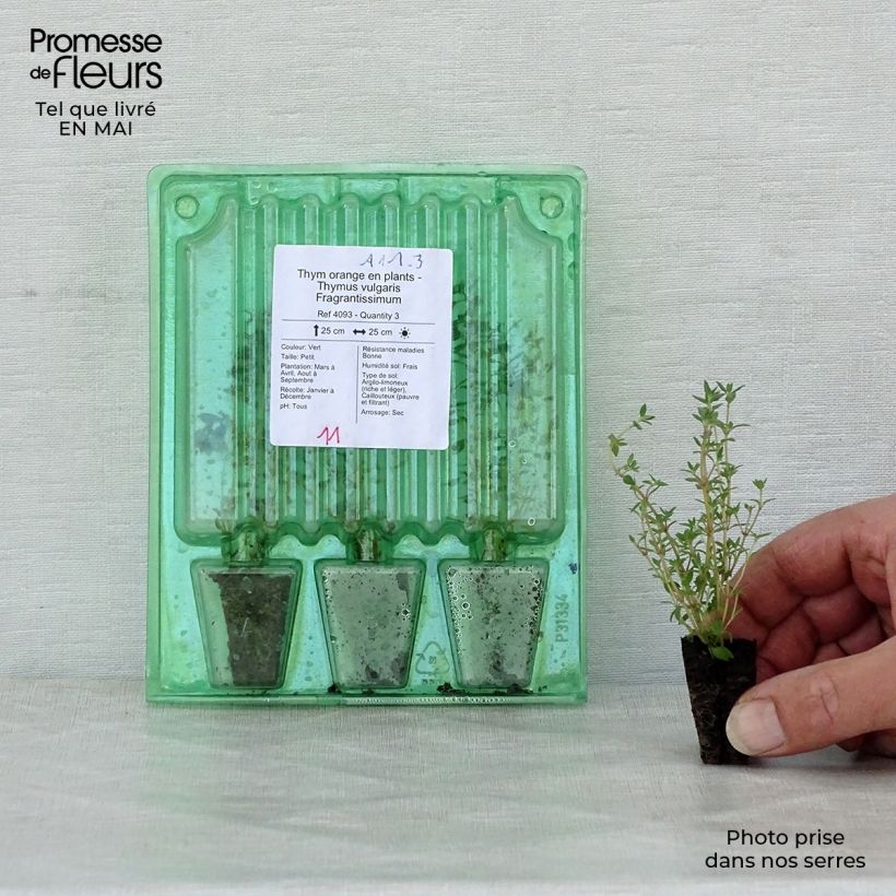 Example of Thym orange en plants - Thymus vulgaris Fragrantissimus Mini-motte Ø 3/4 cm, Livré en hauteur de 5 à 10 cm as you get in printemps