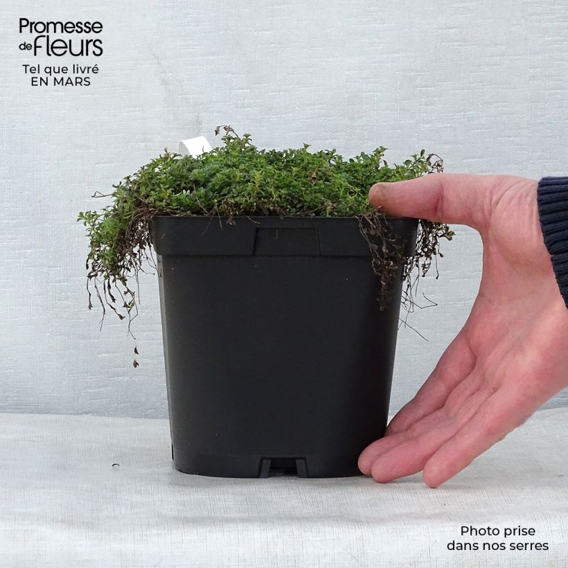 Example of Thym précoce - Thym praecox Albiflorus Pot de 2L/3L as you get in printemps