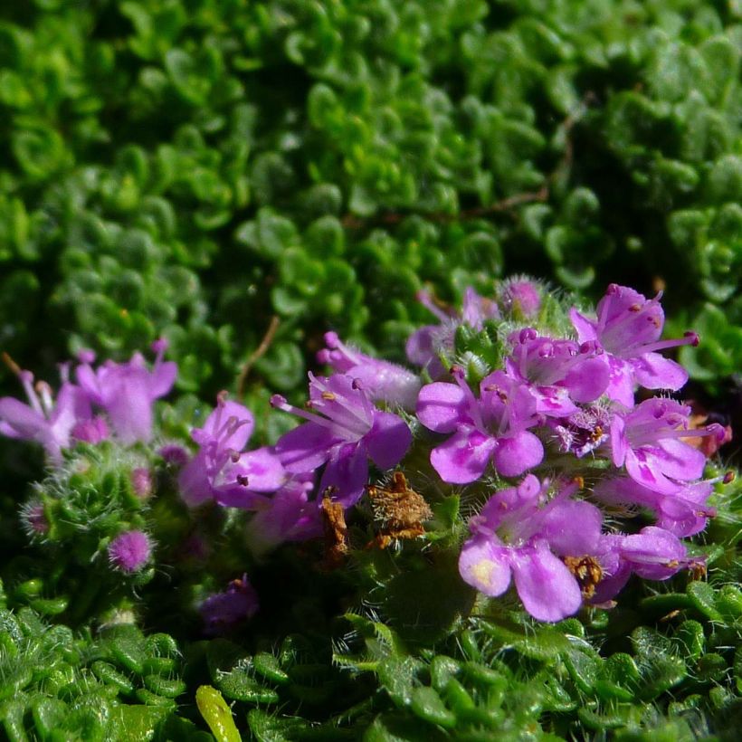 Thym serpolet Elfin - Thymus serpyllum (Flowering)