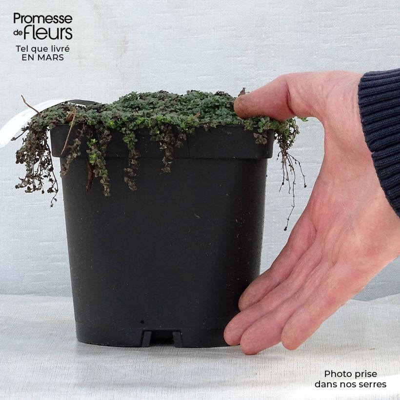 Example of Thym serpolet Elfin - Thymus serpyllum Pot de 2L/3L as you get in printemps