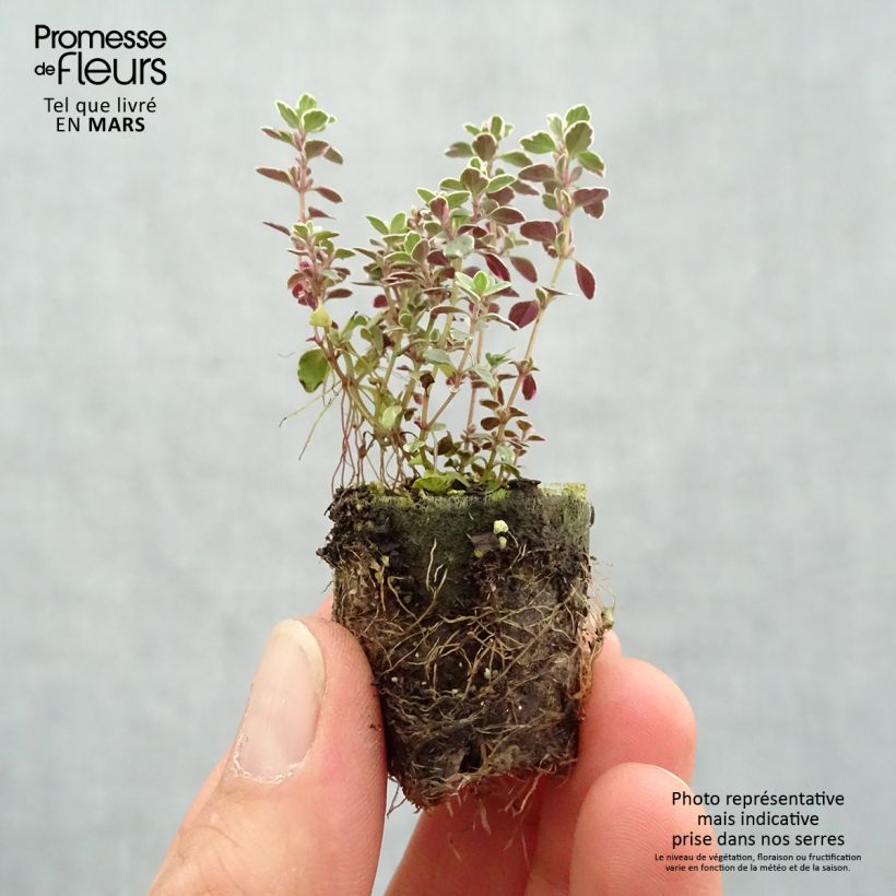 Example of Thymus Sparkling Bright - Thym panaché en plants Mini-motte Ø 3/4 cm as you get in printemps