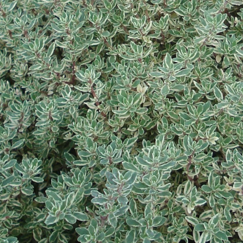 Thym citron panaché - Thymus citriodorus Silver Queen (Foliage)
